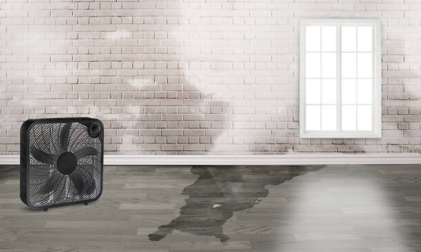 Best Basement water damage restoration  in Mesquite, NV